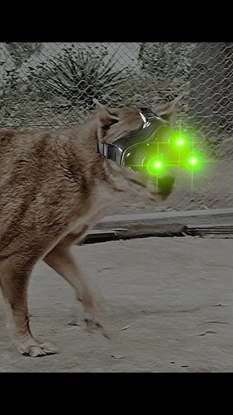 Australia has a it's own TIGER