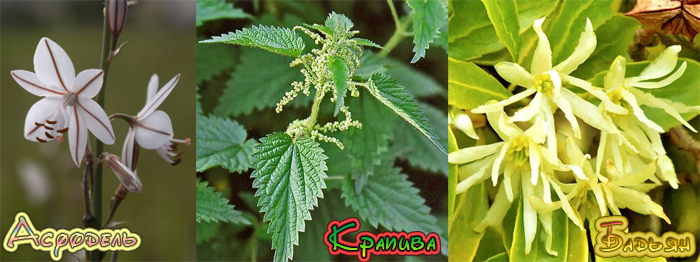 корень златоцветника и корень полыни. златоцветник и полынь. полынь горькая формула цветка. корень златоцветника и настойка полыни. златоцветник и полынь.