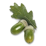 Семя дуба | 7 Days to Die вики | Fandom