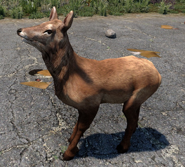 Doe