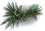 Plant Fibers