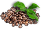 Coffee Seed.png