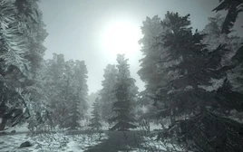 Заснеженный лес