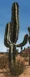 Saguaro