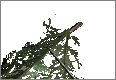 PineBranch01.png