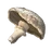 Champignon