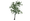 BirchTree