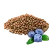 BlueberrySeed
