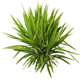 Yucca Plant - 7 Days to Die Wiki