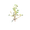CottonPlant