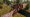 Woodenbridge.png