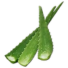 AloeSeed