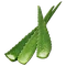 AloeSeed