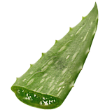 Aloe Vera Leaf - 7 Days to Die Wiki