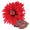 ChrysanthemumSeed