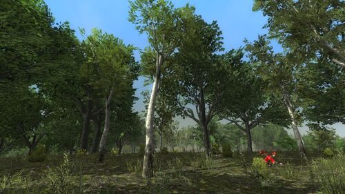 A selection of  and  trees as seen in the  biome