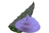 Snowberryextract