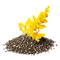 GoldenrodSeed