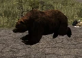 Bär (Alpha 13)
