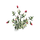 PlantChrysanthemum.png