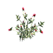PlantChrysanthemum.png