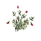 Chrysanthemum Flower Official 7 Days To Die Wiki