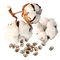 CottonSeed