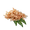 YuccaSeed.png