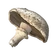 Mushrooms