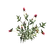 PlantedChrysanthemum3Harvest