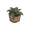 Plant02.png