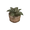 Plant02