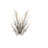 BrownGrass.png