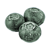 Snowberries.png