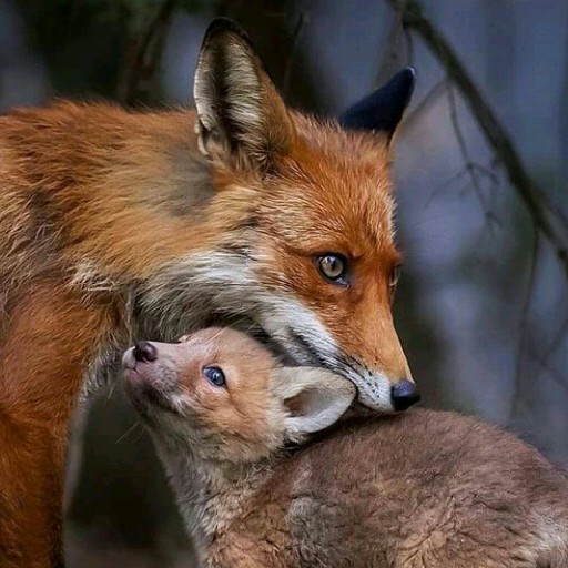 K fox
