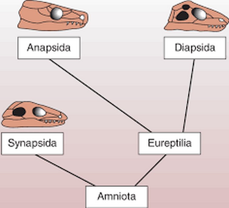 синапсидные рептилии пермского периода. черепа диапсил и синопсид. синапсиды и диапсиды. анапсидный синапсидный диапсидный черепа. диапсиды.