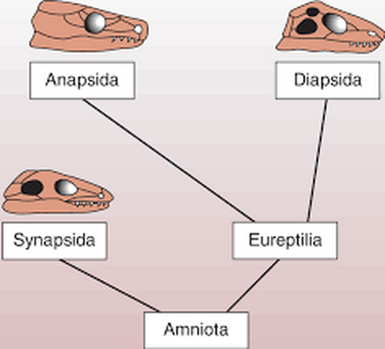 Диапсиды. Синапсиды и диапсиды. Синапсидный анапсидный диапсидный. Типы черепов синапсидный диапсидный. Черепа амниот.