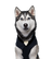 DOGpupacademy's avatar