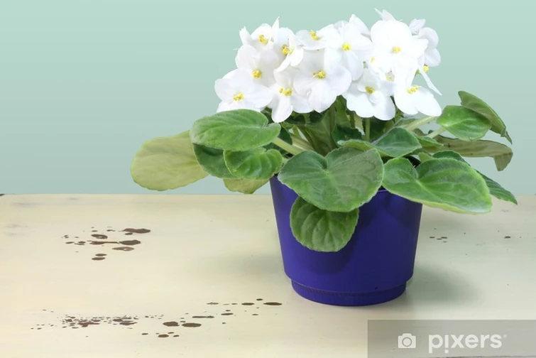 Discuss Everything About Genshin Impact Wiki Fandom