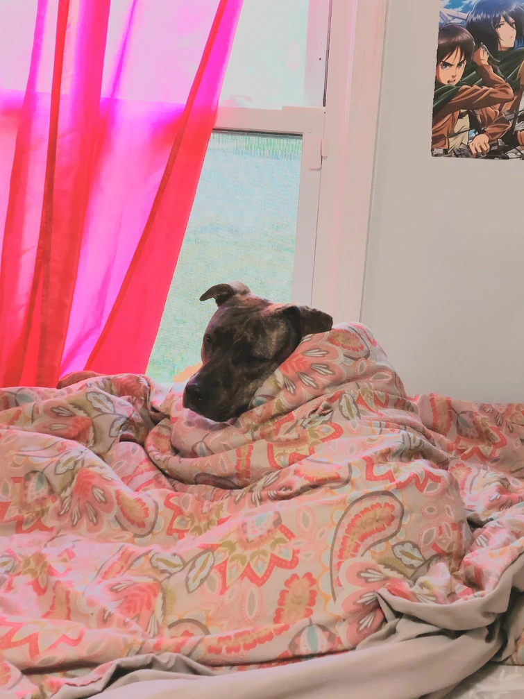 Tell Me You Have A Dog Without Telling Me You Have A Dog Fandom