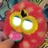 Candy The Furby Boom's avatar