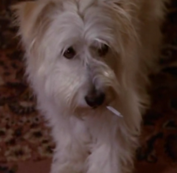 7th heaven hot sale dog breed