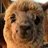 Albertthealpaca's avatar