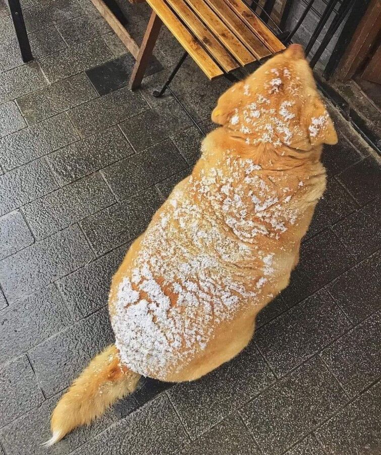 Собака с батоном мем
