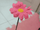 TaintedPurpleLotus