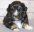 Ambrosia Syrup's avatar