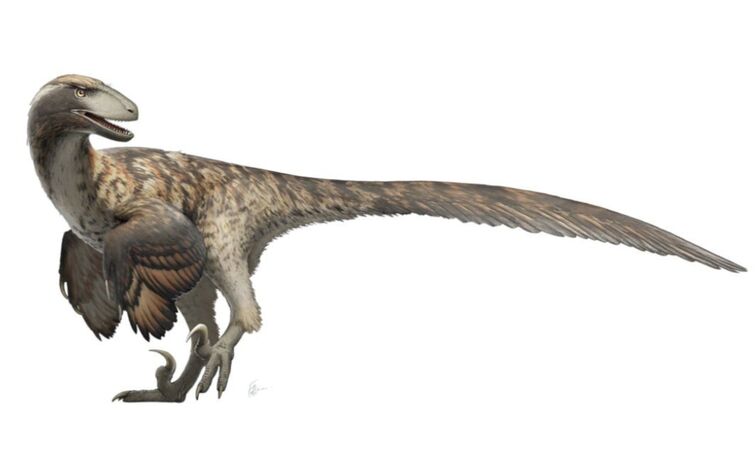 Deinonychus, Dinopedia