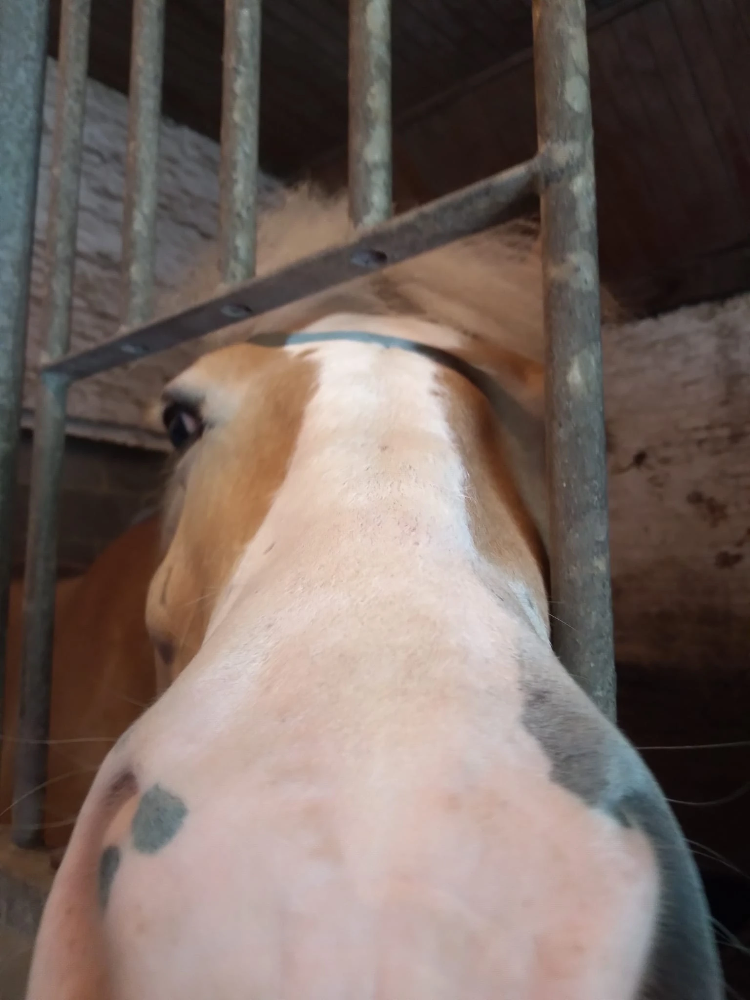 Da horse smells you. Fandom