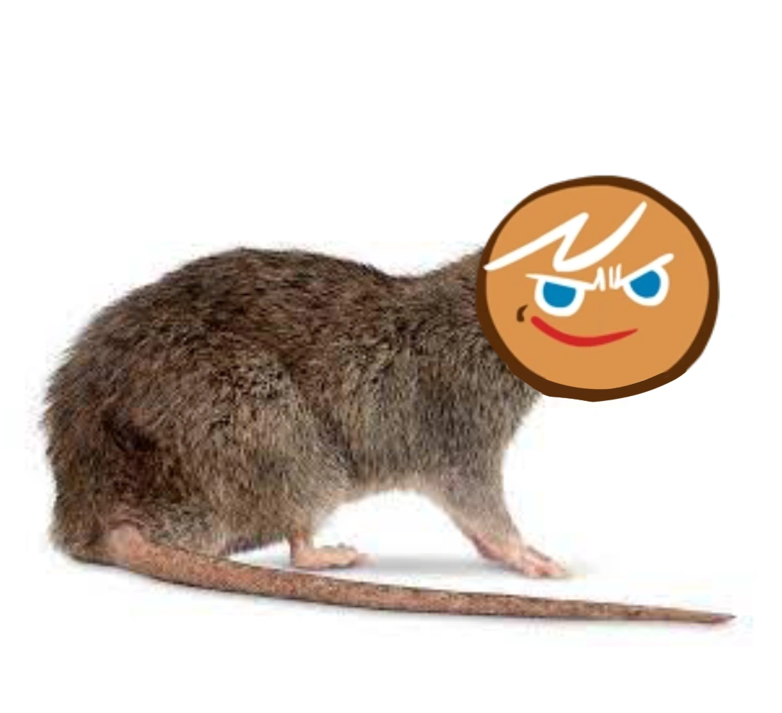 Ginger rat approaches you.. Fandom