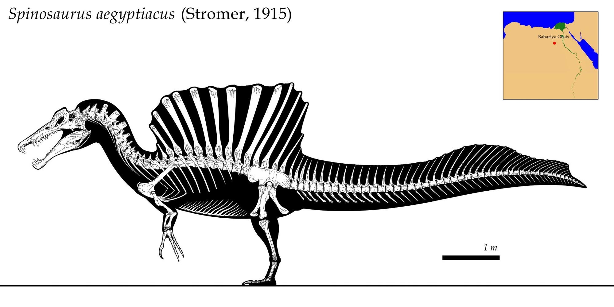 New Spinosaurus skeletal drop Fandom